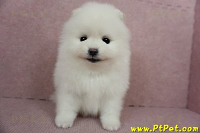 12/27迷你型松鼠白博美母幼犬(高雄三民)5