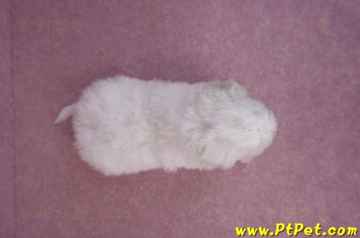 05/27比熊犬母幼犬1號6