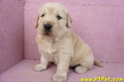 01/10黃金獵犬公幼犬2號9