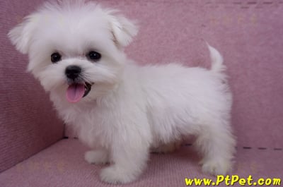 07/26迷你型馬爾濟斯公幼犬(屏東市)11