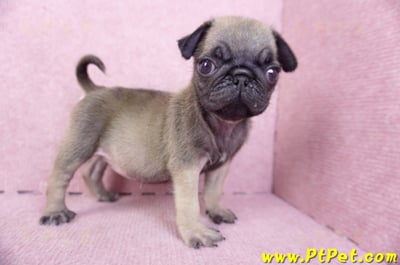 09/08巴哥母幼犬2號(屏東新園)6