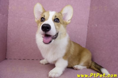 04/28雙色柯基犬公幼犬(屏東潮州)11