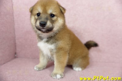 06/04赤色長毛柴犬母幼犬(桃園八德)6