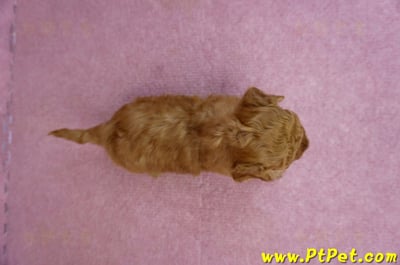 01/26奶油貴賓公幼犬10