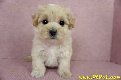 03/02馬爾泰迪母幼犬2號(台東卑南)3