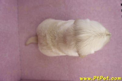 03/12黃金獵犬公幼犬1號(新北三重)8