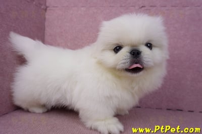 12/17北京狗公幼犬1號(新竹竹北)6