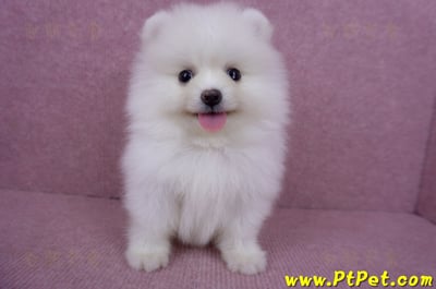 05/22迷你型松鼠白博美公幼犬(高雄美濃)1