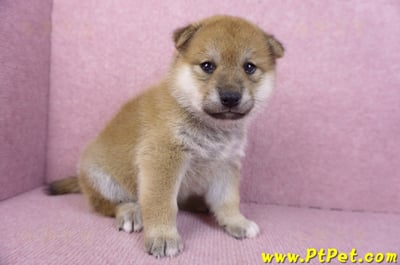 12/10赤色柴犬母幼犬4