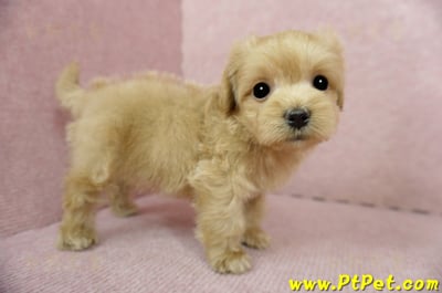 01/15奶油色馬爾泰迪 II 公幼犬(台中西屯)7