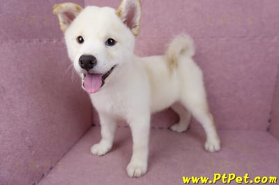 07/22白色柴犬公幼犬(新竹新埔)9