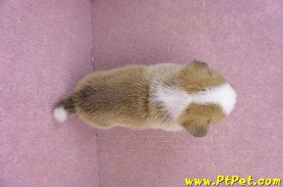 02/11雙色柯基犬公幼犬11