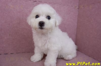 02/14比熊犬母幼犬11