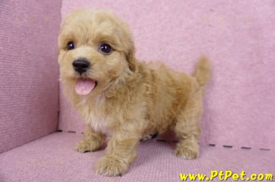 08/12泰迪比熊公幼犬(台北信義)11