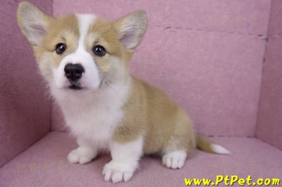 11/30雙色柯基犬母幼犬(屏東萬巒)12