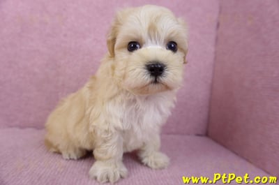 12/10馬爾泰迪公幼犬1號(高雄仁武)4