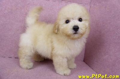 05/12玩具型奶油貴賓公幼犬(桃園中壢)8