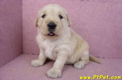 01/10黃金獵犬母幼犬2號(台南安平)6