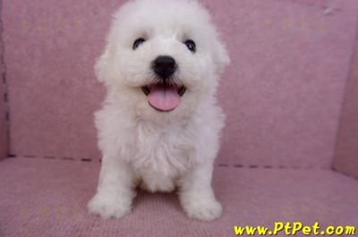 04/22比熊犬公幼犬1號(屏東市)3