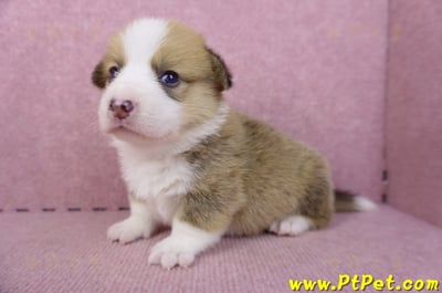 08/16雙色柯基犬公幼犬(高雄前金)5