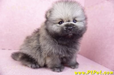 02/10棕色松鼠博美公幼犬(高雄楠梓)7