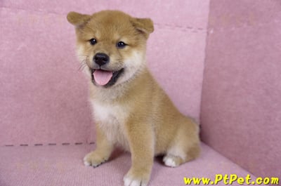 10/15赤色柴犬公幼犬(高雄前金)10