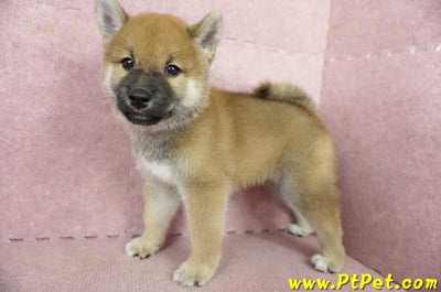 05/11赤色柴犬公幼犬(高雄大社)7