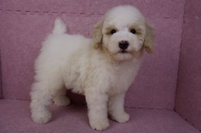 07/10迷你型花貴賓公幼犬(奶油花)(屏東東港)5