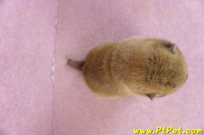 02/06赤色柴犬母幼犬1號7