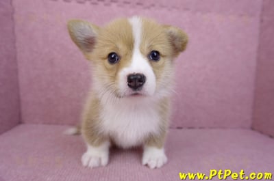 08/05雙色柯基犬母幼犬2號(屏東市)2