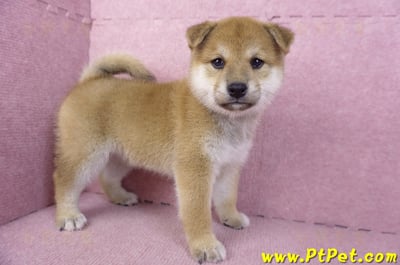 12/10赤色柴犬母幼犬(桃園龍潭)5