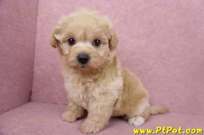 06/15奶油色馬爾泰迪母幼犬1號(屏東市)6