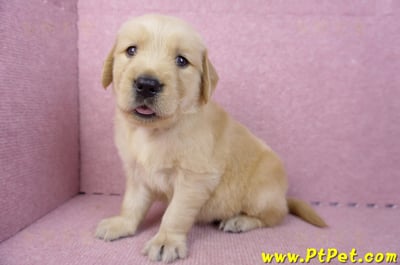 07/18黃金獵犬母幼犬1號(基隆信義)7