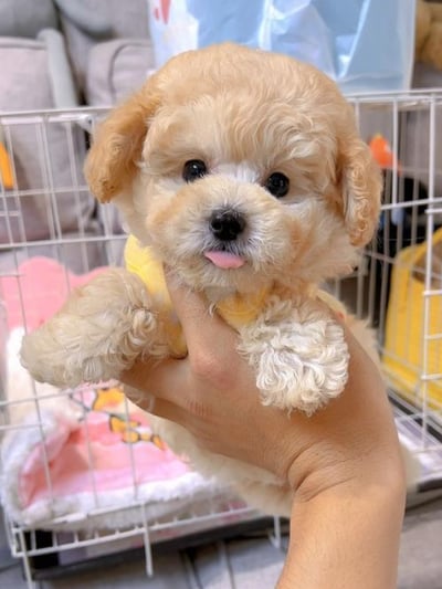 泰迪貴賓犬介紹3