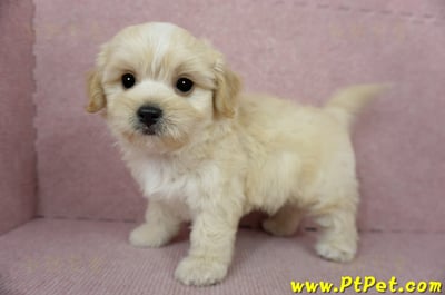 01/10奶油色馬爾泰迪公幼犬2號(花蓮光復)9