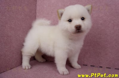 06/14白色柴犬公幼犬1號(屏東潮州)1