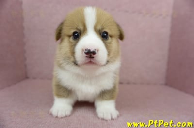 04/01雙色柯基犬公幼犬(屏東九如)1