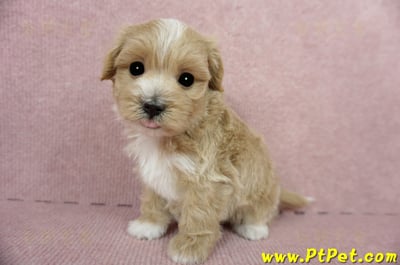 03/21奶油色馬爾泰迪公幼犬(桃園蘆竹)7