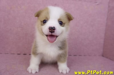 04/16雙色柯基犬母幼犬2號1