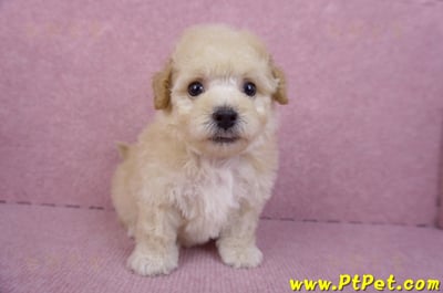 09/23泰迪比熊母幼犬3號(高雄大寮)2