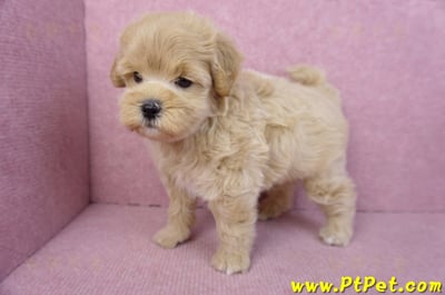 11/23馬爾泰迪公幼犬1號9