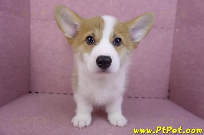 10/10雙色柯基犬母幼犬(高雄大寮)3