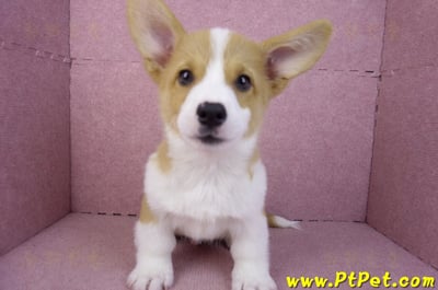 11/02雙色柯基犬公幼犬(高雄鼓山)3