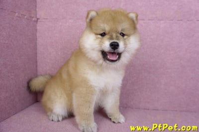 11/19赤色長毛柴犬母幼犬(新竹竹東)4