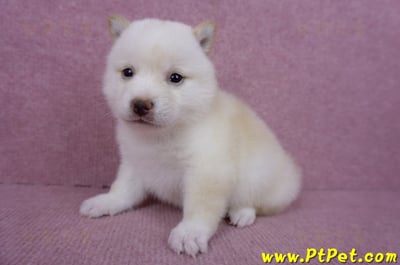 06/14白色柴犬母幼犬(苗栗市)6