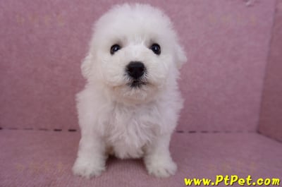 04/22比熊犬公幼犬1號(屏東市)2