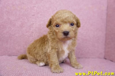 08/12泰迪比熊母幼犬4號(台北松山)5