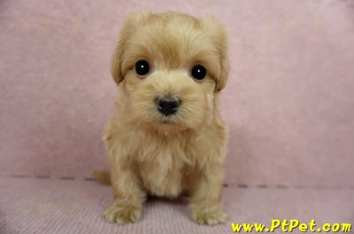 01/15奶油色馬爾泰迪 II 公幼犬(台中西屯)4