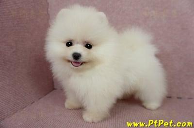 03/14迷你型松鼠白博美公幼犬1號(台北信義)9