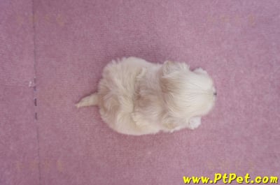 08/02奶油色馬爾泰迪公幼犬3號(嘉義朴子)9